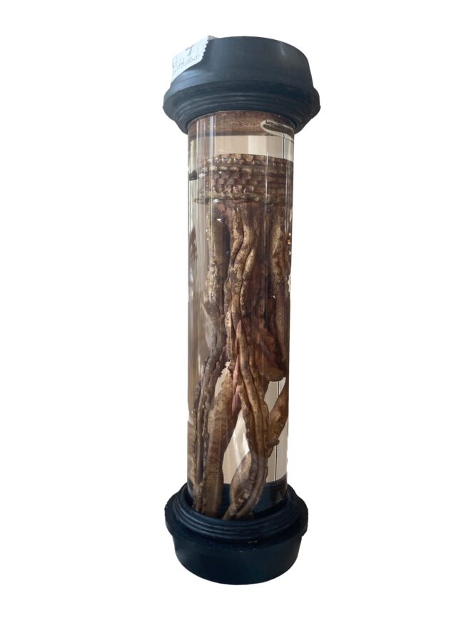 Auktion2024_Hedwig- Maria